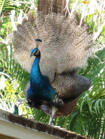 Peacocks that roam Coconut Grove